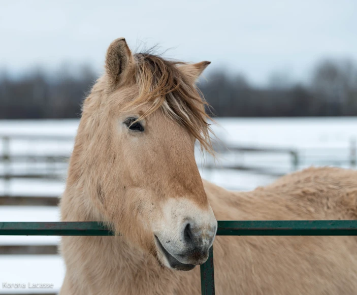 an image of a brown horse behind the fence