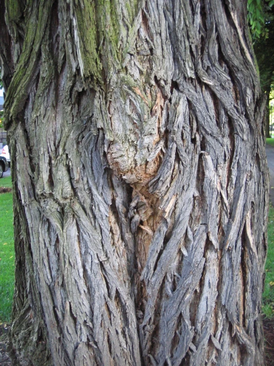 a close up view of a tree with knoting nches