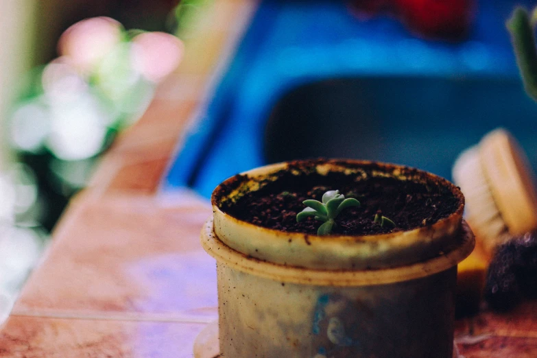 a plant growing from a pot on the counter