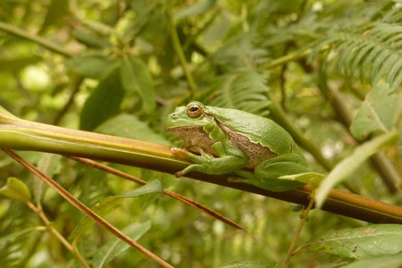 a green and gray frog sitting on top of a plant