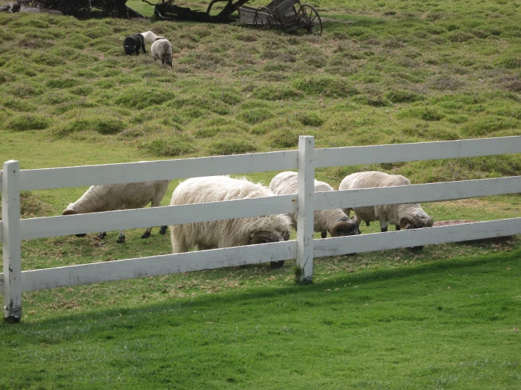 there are some sheep in a field by the fence