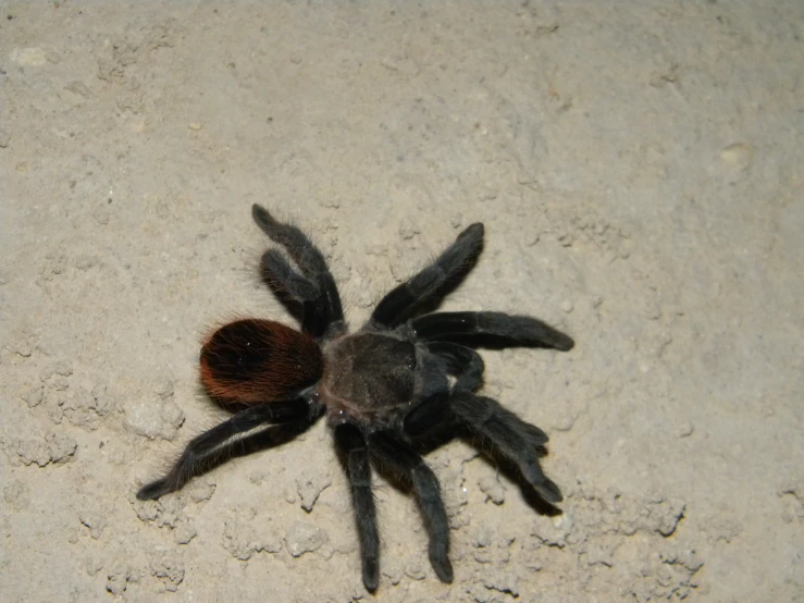 a taradeva looking up on the ground with it's head showing