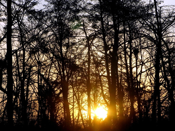 a bright light shines through some thin tree limbs