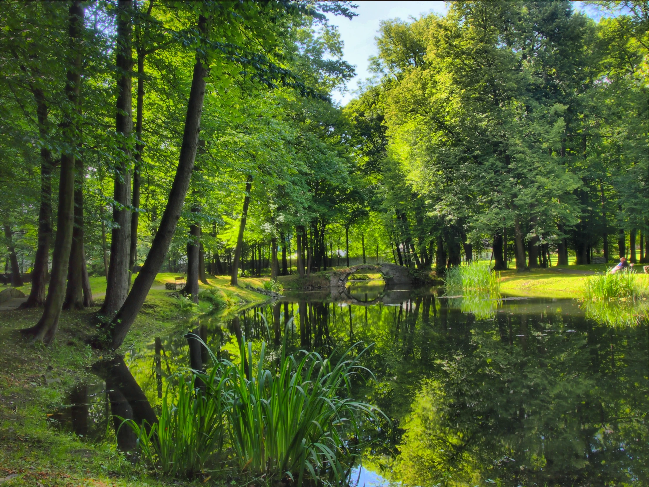 trees, grass and water in a green forest