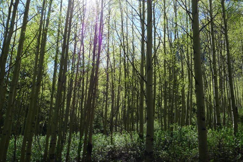 a view of some woods from a bench