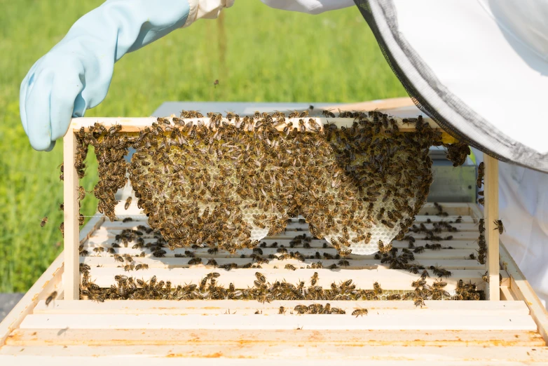 a swarm of bees is being swarmed over a honeycomb