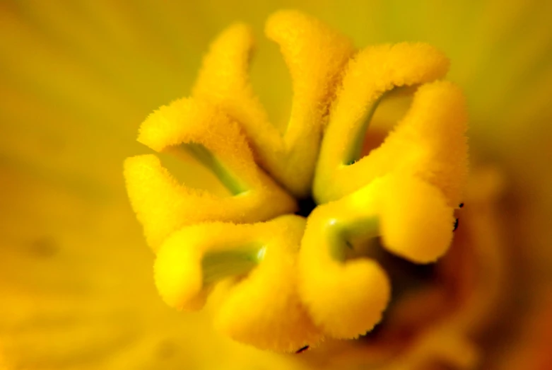 the top end of a flower that is yellow