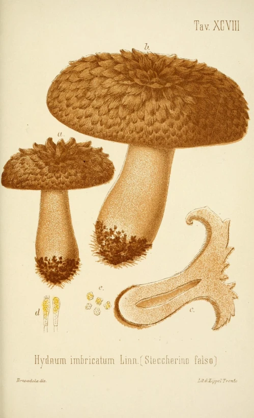 there are two mushrooms that are on the left side of the page