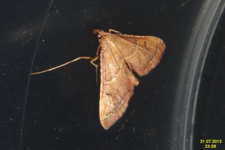 a moth that is sitting on a table