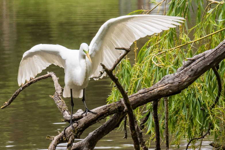 a white egret flaps its wings above the water