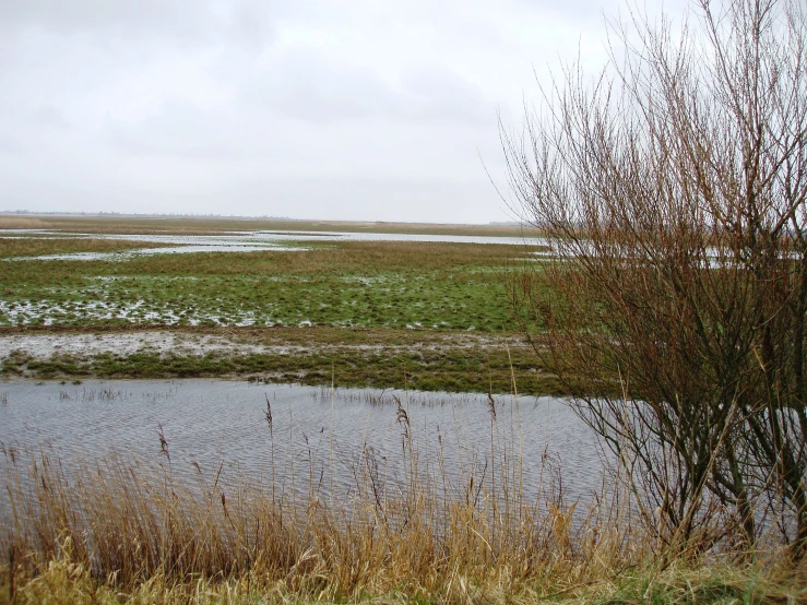 view of an marshy area from across the lake
