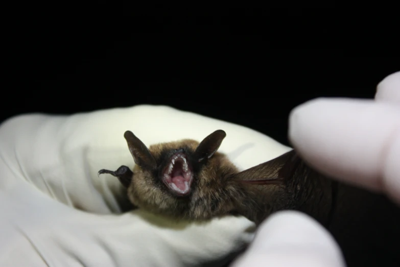 a bat with its mouth open and a person looking at it