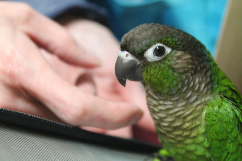 a small green bird sitting on someone's hand