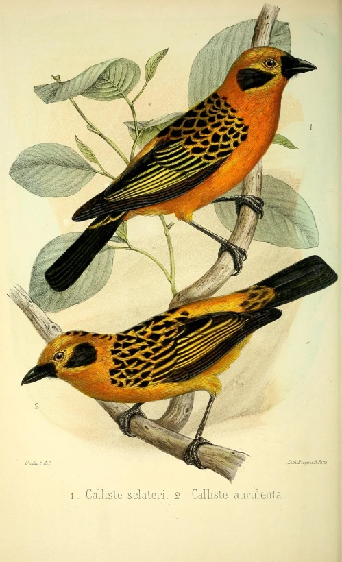 vintage lit print of two birds on nches