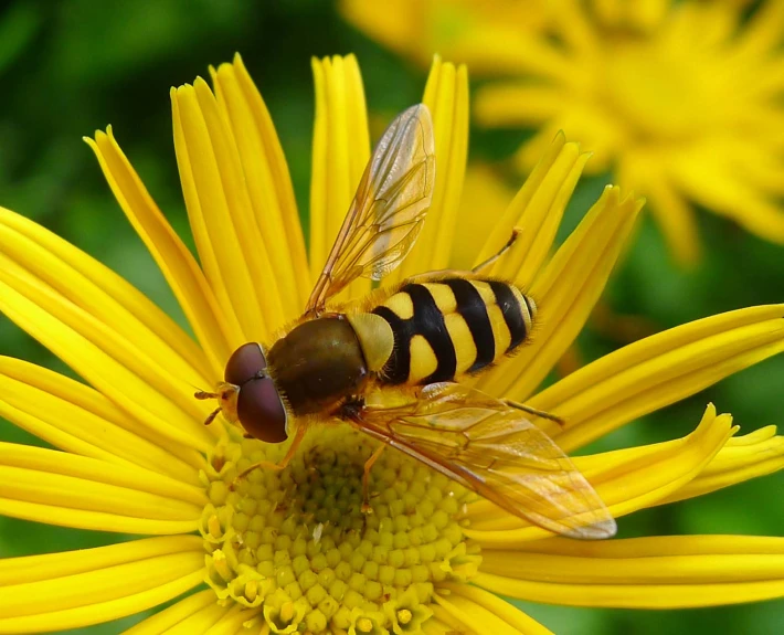 two bees on a flower that is covered with pollen