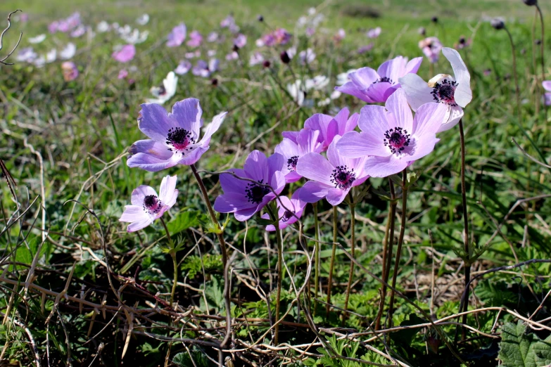 purple flowers growing in a field of green grass