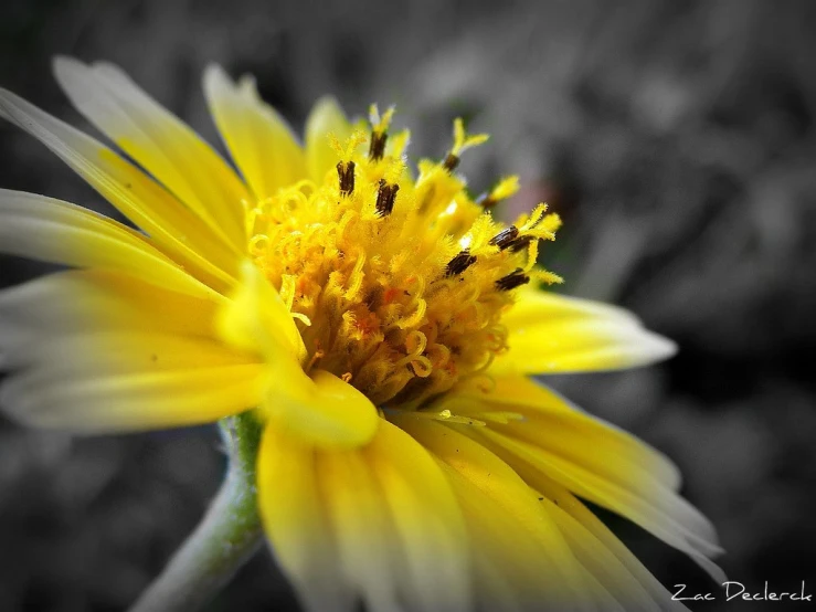 a close up s of a yellow flower