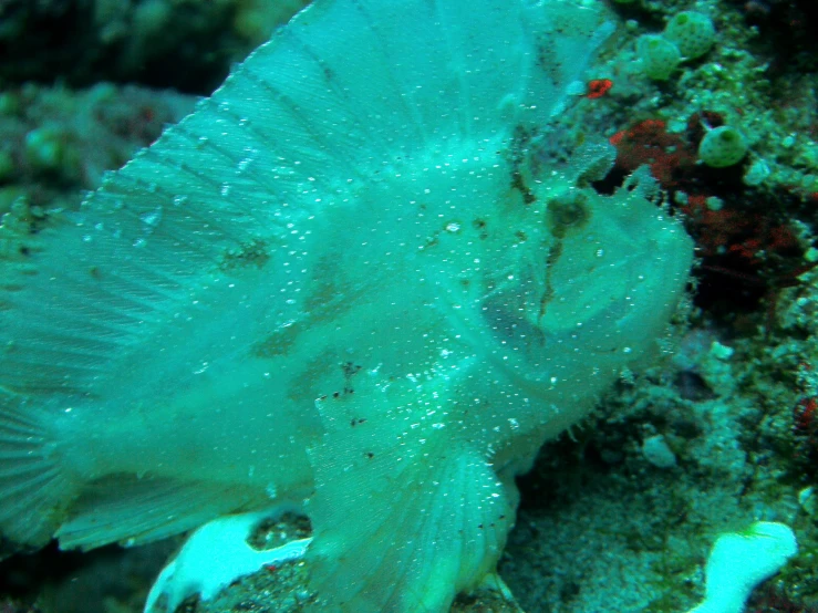 an ocean spongefish swimming among a sea fan on a coral reef