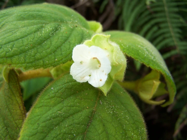 a green leaf with a little white flower