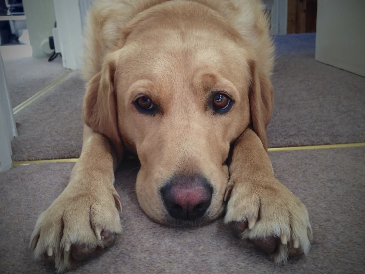 this dog has big paws on the ground