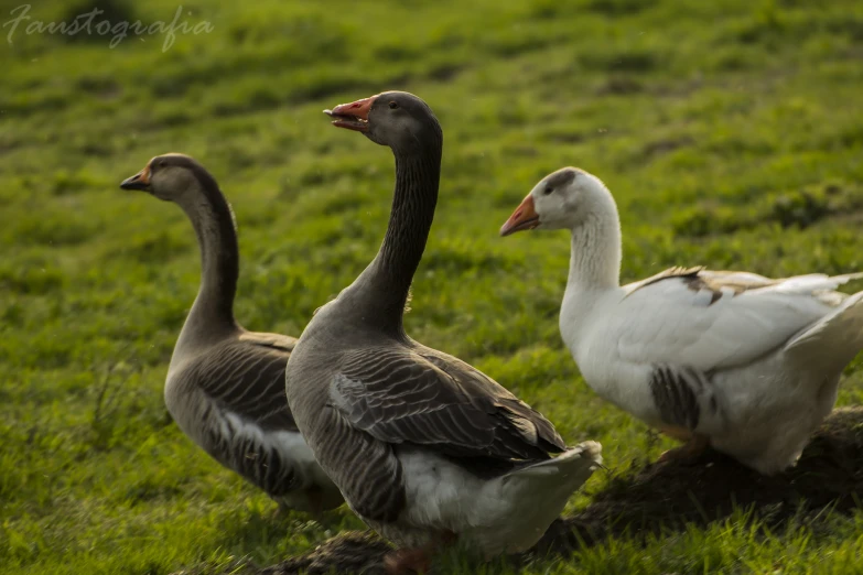 two geese and a baby ducks walking around on a grassy area