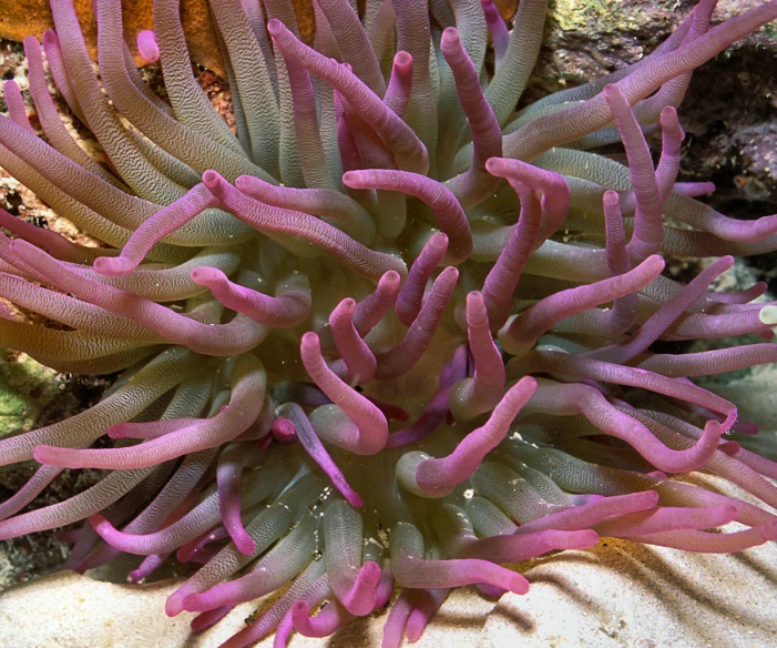 the tentacles of an sea anemone in the coral