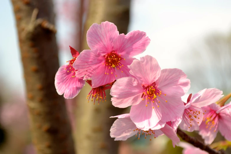 pink flowers bloom on the tree in spring
