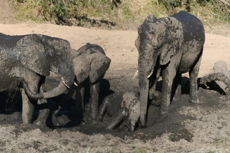 three baby elephants play in a muddy pond