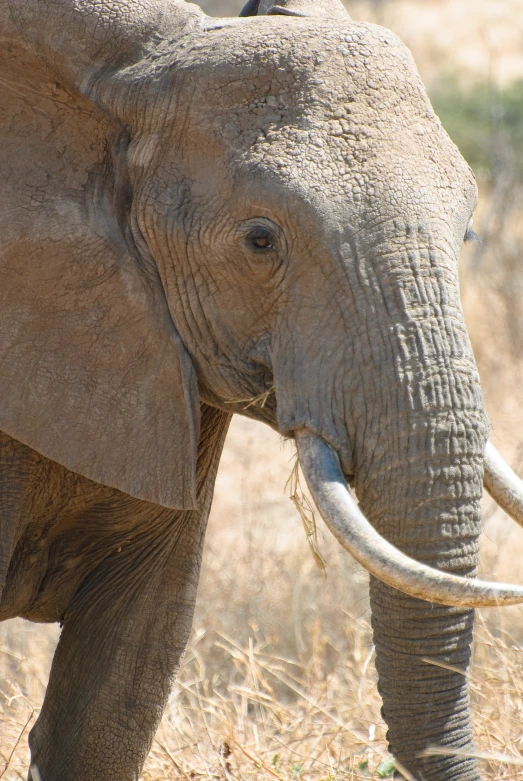 a baby elephant is standing alone in the wild