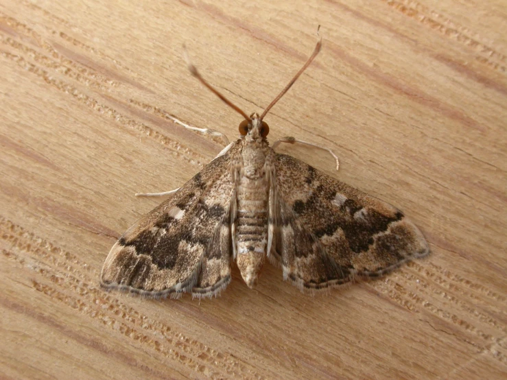 a large, black moth is on a piece of wood