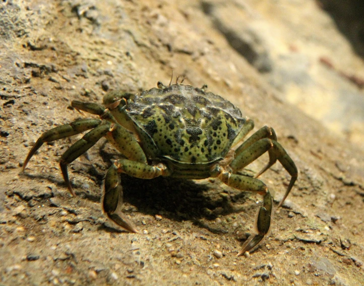 a spider with two legs standing on top of a rock