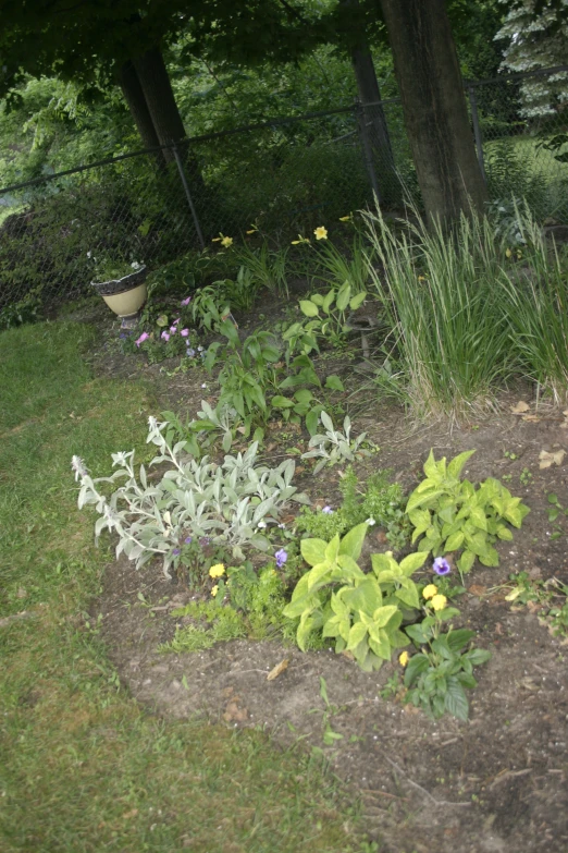 various flowers and plants are growing on the grass