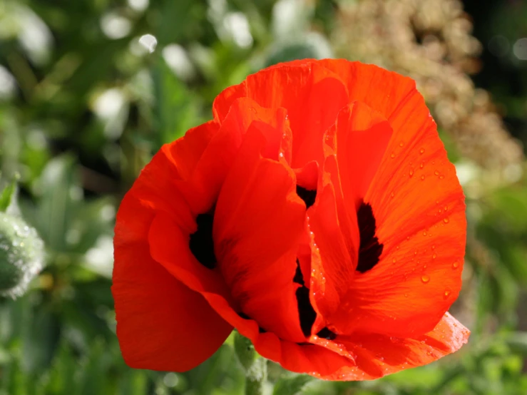 a red poppy blossom with drops of water on it