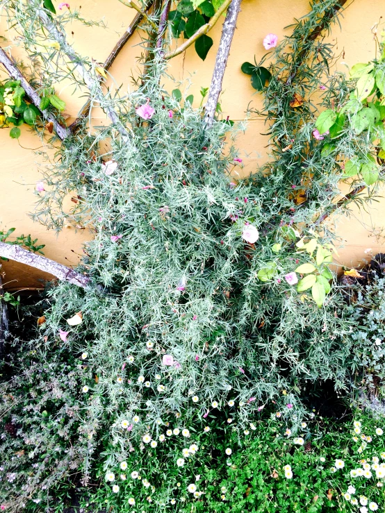 green bush with pink flowers in front of a yellow wall