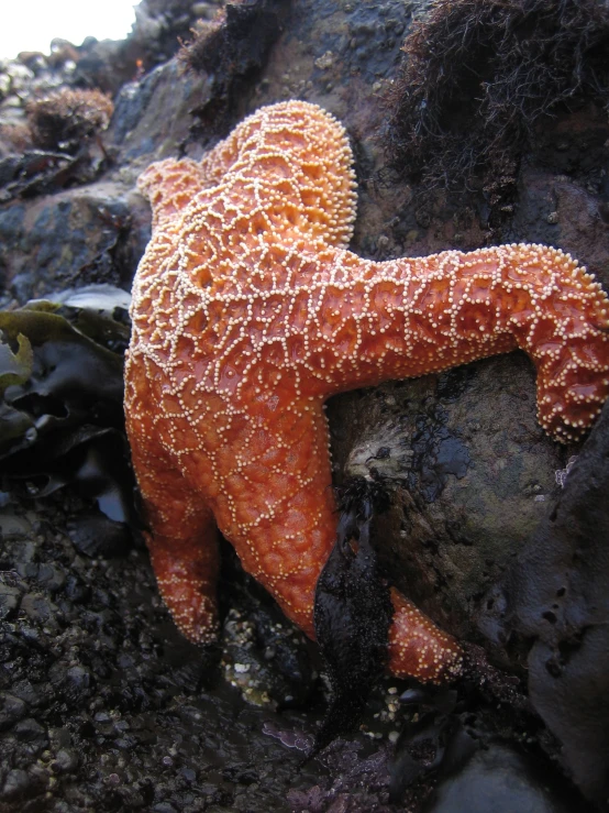 a small orange starfish in the water