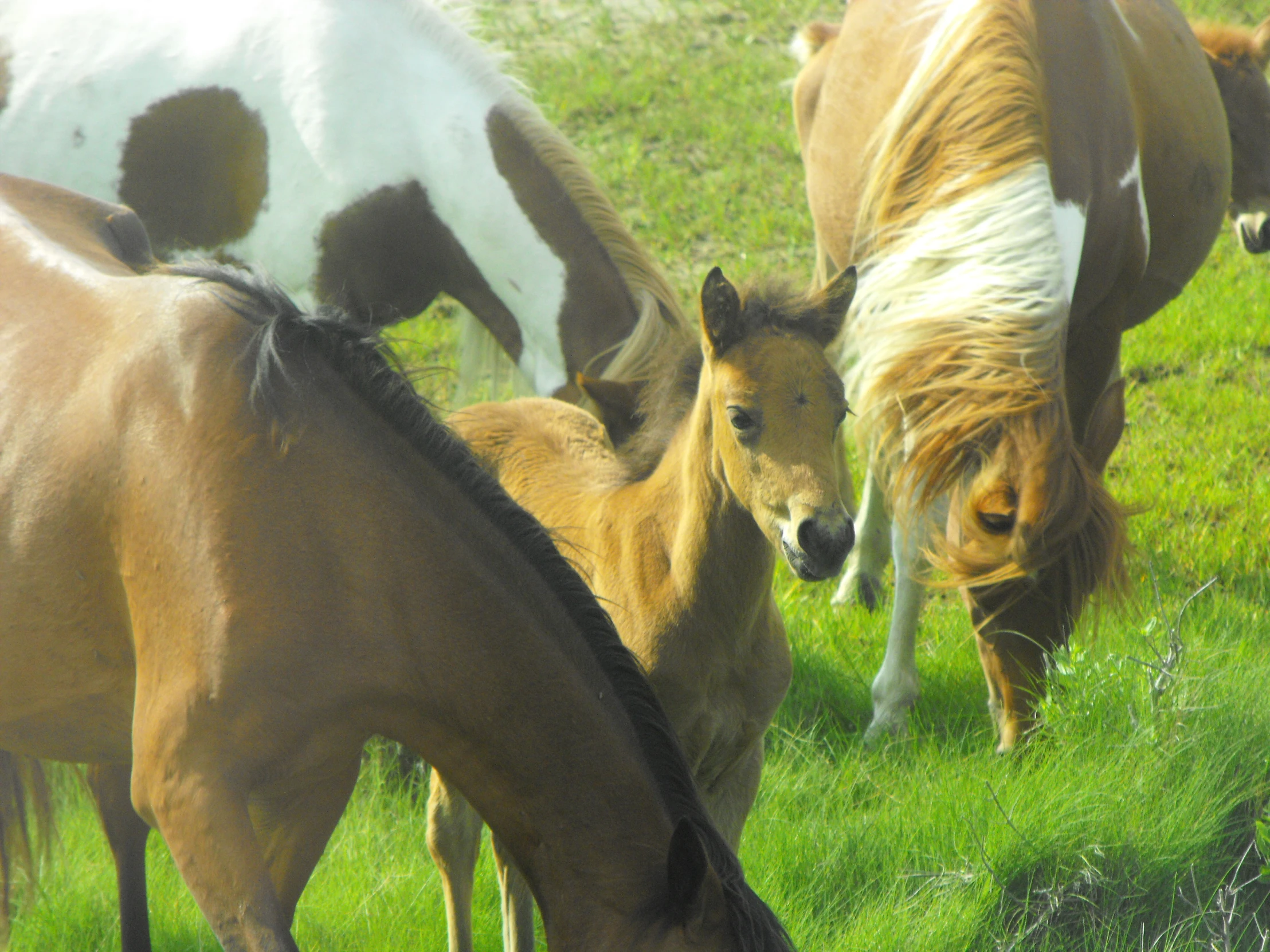 some brown white and black horses are eating grass