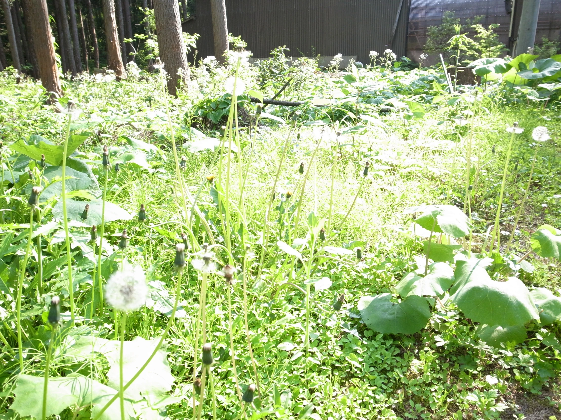 the field has green weeds and white flowers