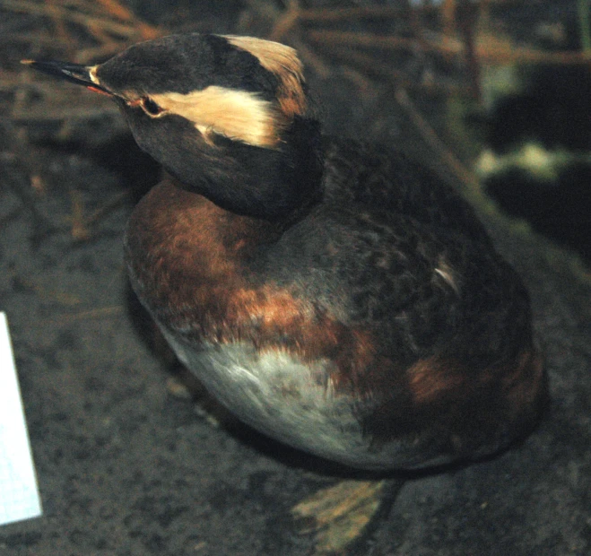 a bird sits on the ground in an exhibit