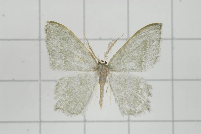 a large white moth with brown spots on it's back wings