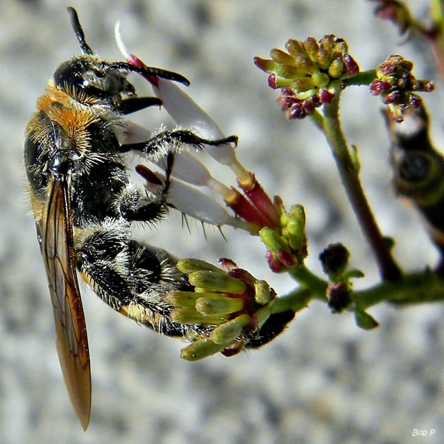 two bees on some flowers together