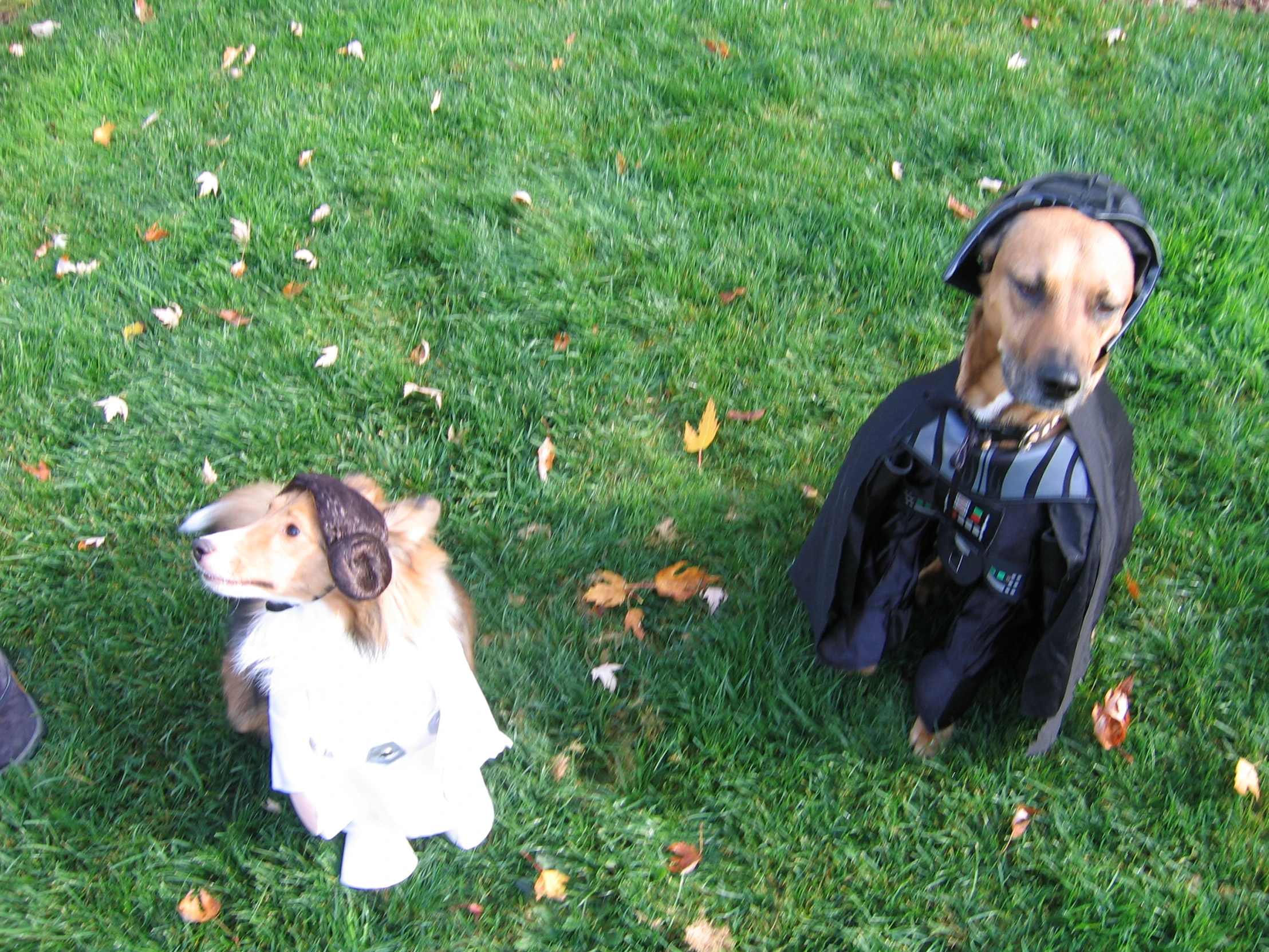 two dogs sitting in the grass together and one wearing a costume
