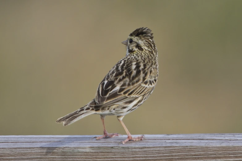 small bird standing on wooden surface with blurry background