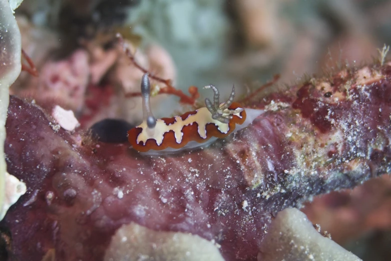 an ornate and colorful, under - view of the inside of an animal's body