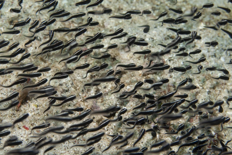 hundreds of small fish are swimming and feeding