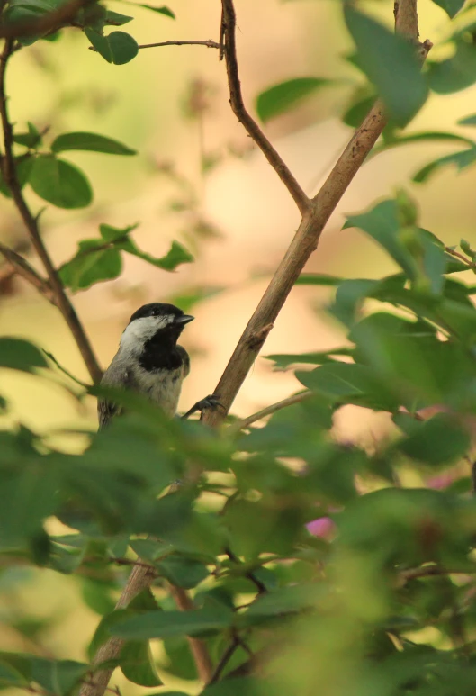 there is a bird perched on a tree nch