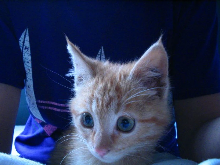 an orange kitten sitting on the top of a person