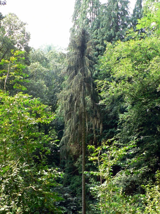 trees in the forest are green and full of leaves