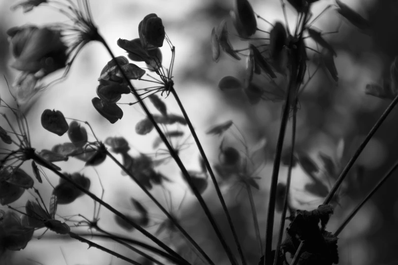 a black and white image of flowers against a background