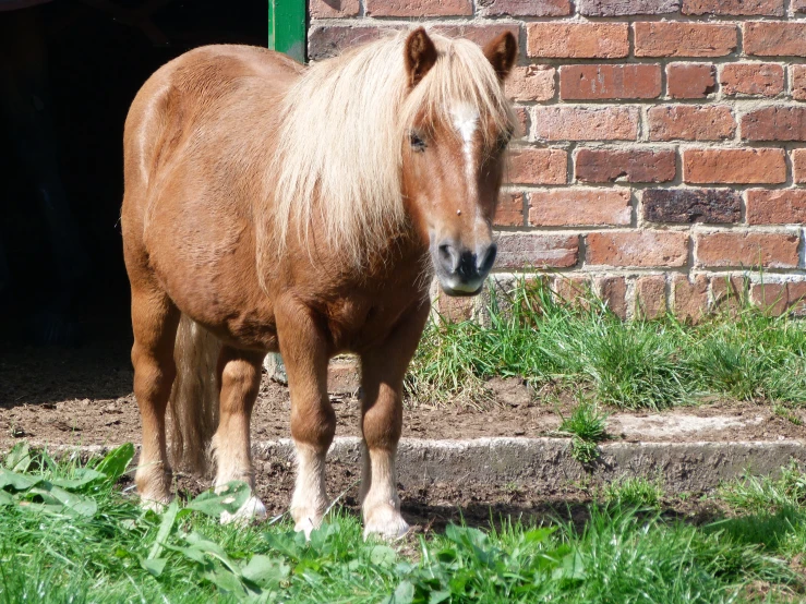 a horse that is standing on some grass