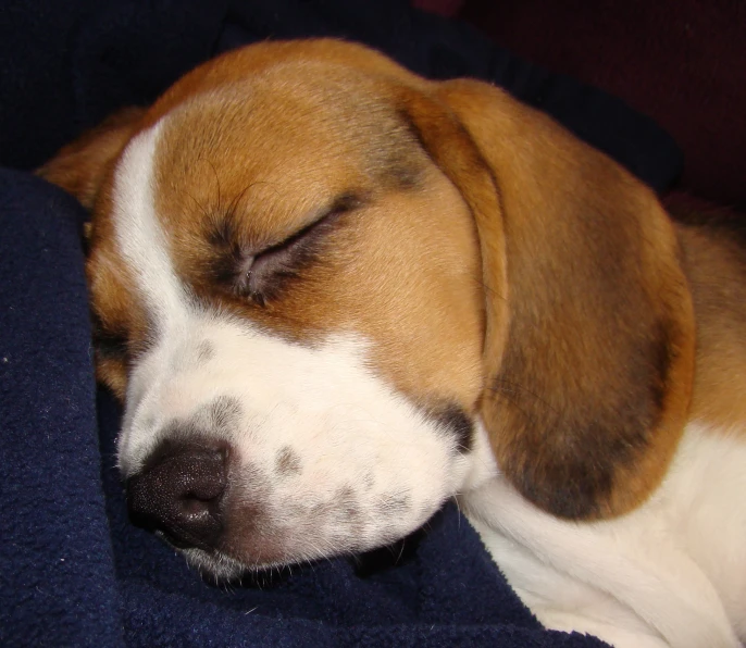 a brown and white dog sleeps on top of a blanket